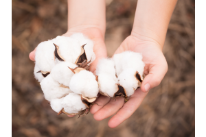 hands holding organic cotton buds 