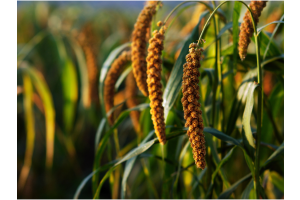 organic millet growing in a field