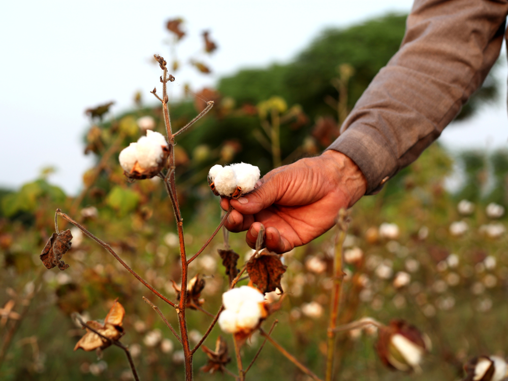 organic cotton farmer's hand holding cotton plant 