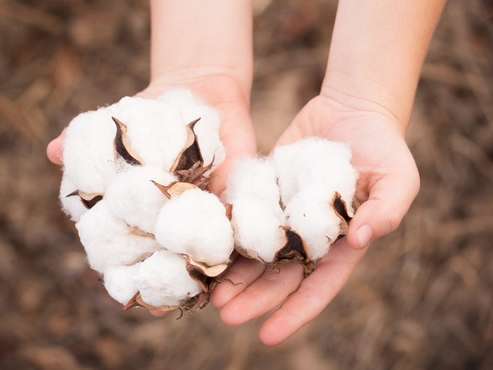 hands holding organic cotton buds 