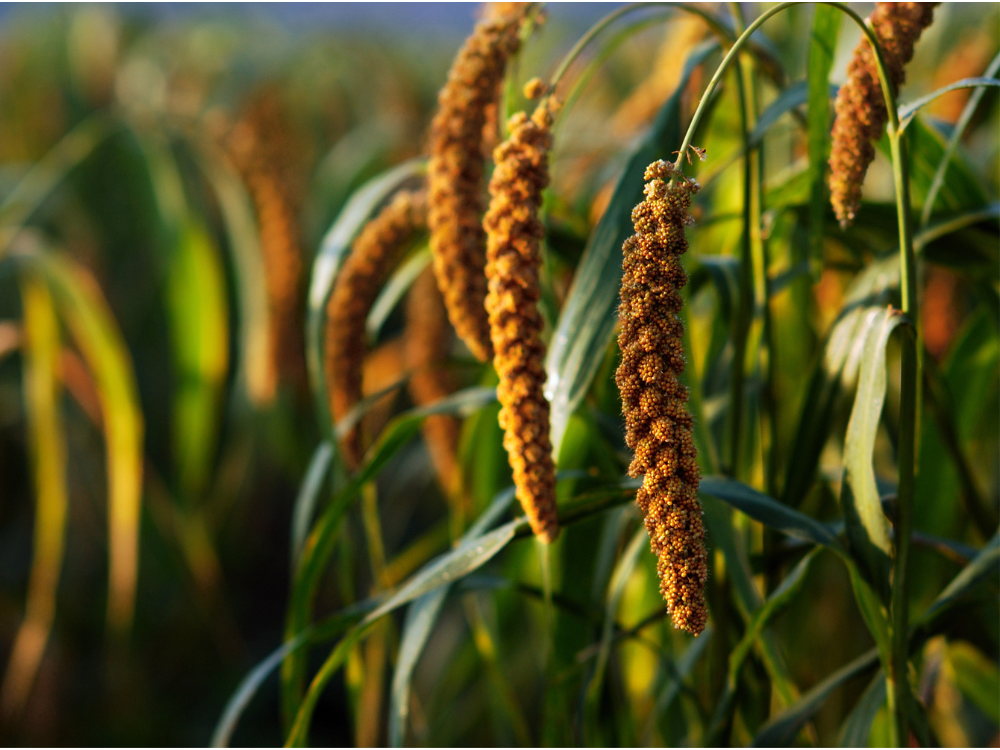 organic millet growing in a field