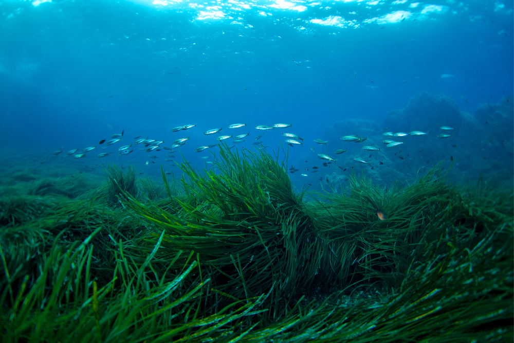 seagrass bed on the ocean floor with a shoal of fish swimming above it 