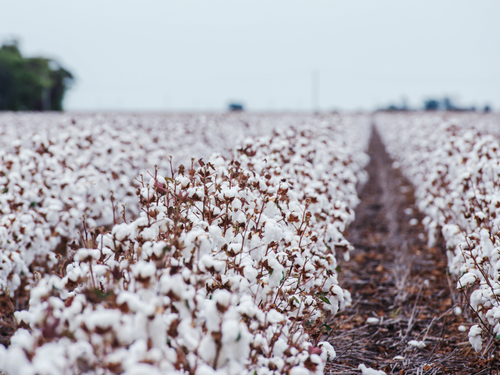 a field of organic cotton plants