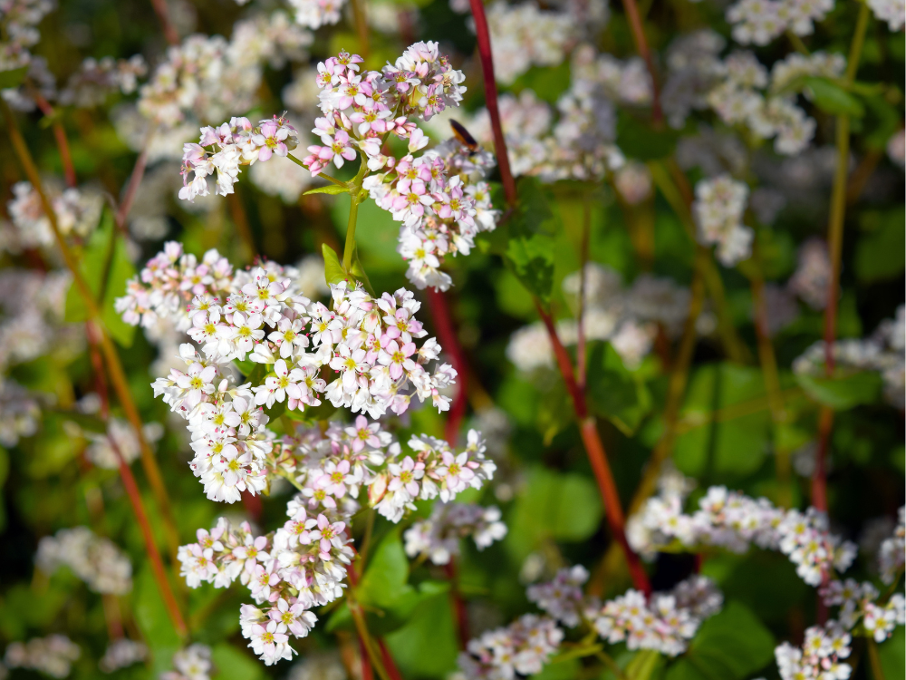 Buckwheat plants in flower 