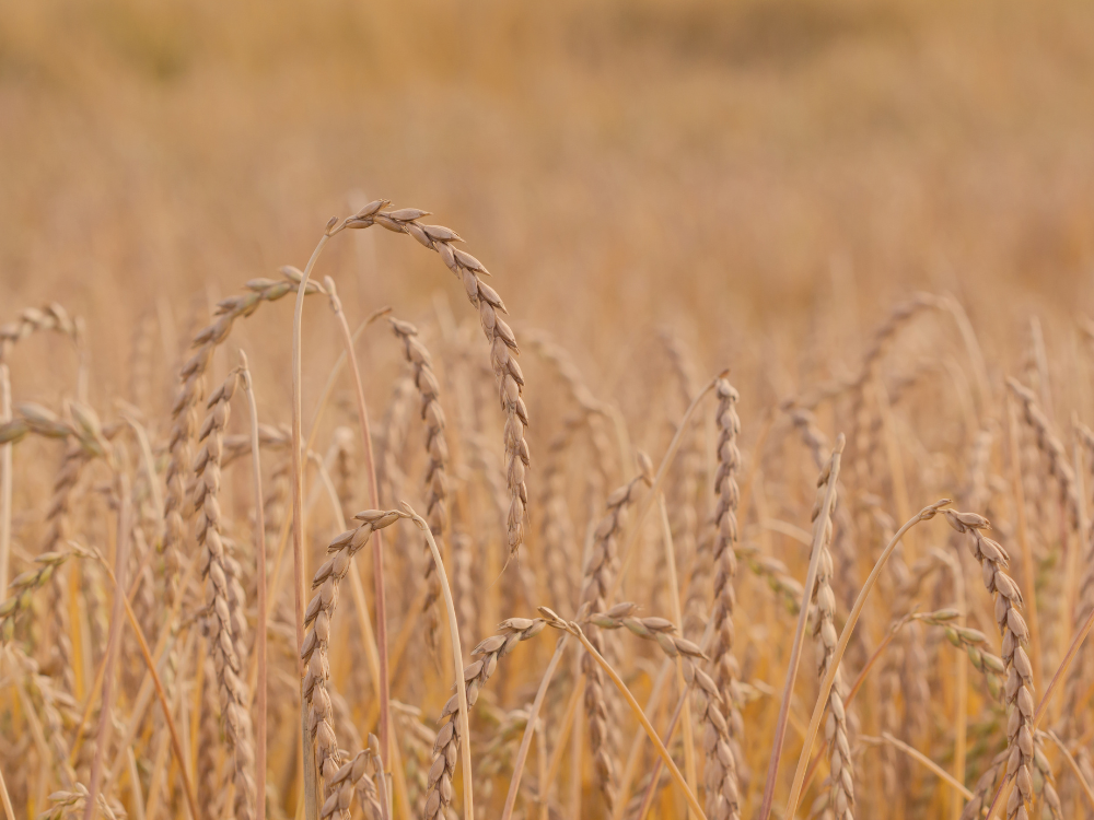 a field of spelt before harvesting